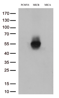NCALD Antibody