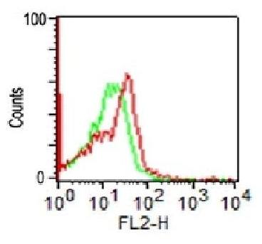 NCAM1 Antibody