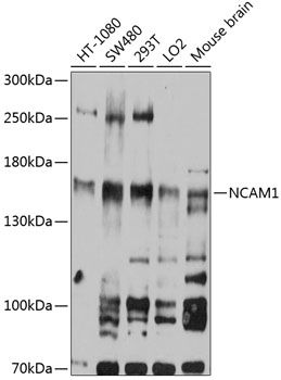 NCAM1 antibody