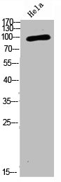 NCAM1 antibody