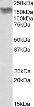 Goat anti-CD56 / NCAM1 (isoform 2) Antibody