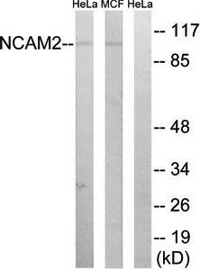 NCAM2 antibody