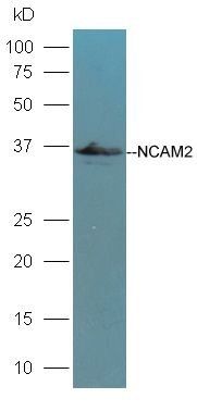 NCAM2 antibody
