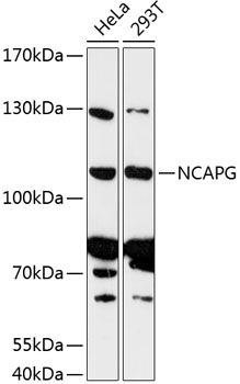 NCAPG antibody