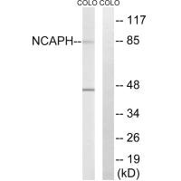 NCAPH antibody