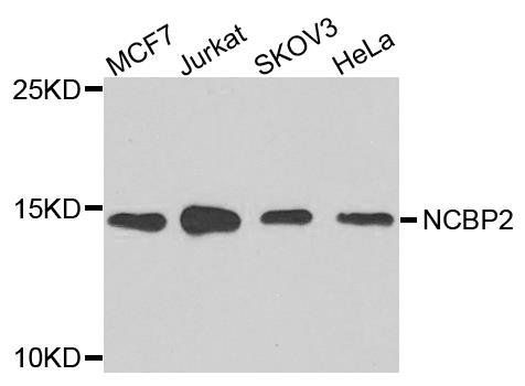 NCBP2 antibody