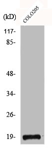 NCBP2 antibody