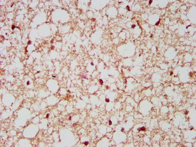 NCDN Antibody