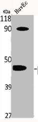 NCF1 antibody