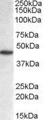 Goat anti-NCF1 / p47phox Antibody