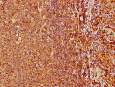 NCF4 Antibody