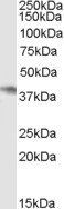 Goat anti-NCF4 / P40PHOX Antibody