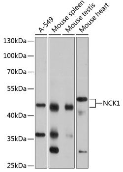 NCK1 antibody