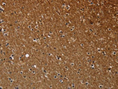 NCKAP1 Antibody