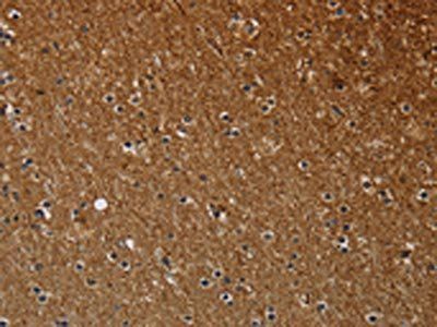 NCKAP1 antibody