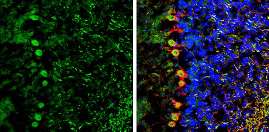 NCKAP1 antibody [C1C2], Internal