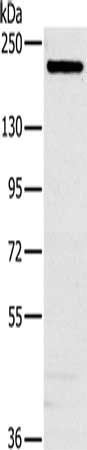 NCOA3 Antibody