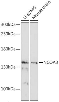 NCOA3 antibody