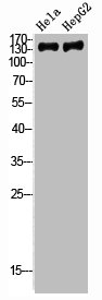 NCOA3 Antibody