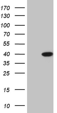 NCOA4 Antibody
