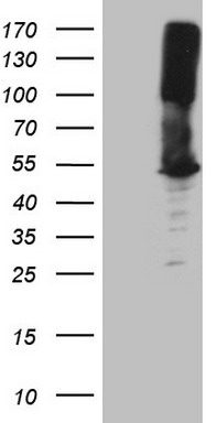 NCOA4 Antibody