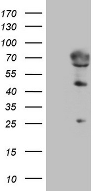 NCOA4 antibody