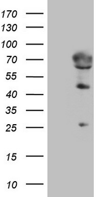 NCOA4 Antibody
