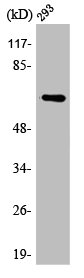 NCOA4 Antibody