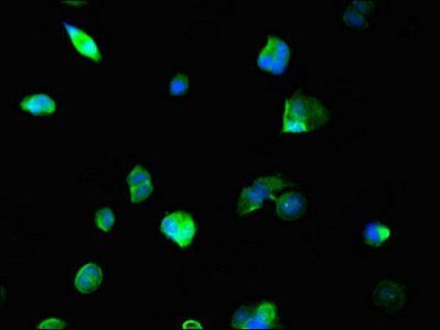 NCOA5 Antibody