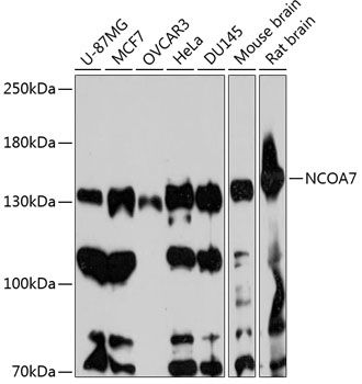 NCOA7 antibody