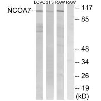 NCOA7 Antibody