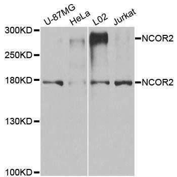 NCOR2 antibody