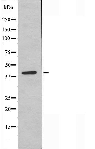 NCR1 antibody