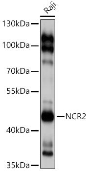 NCR2 antibody