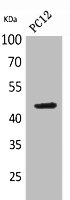 NCR2 antibody