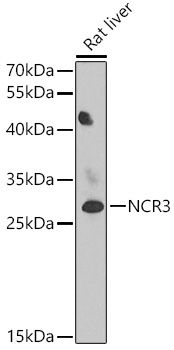 NCR3 antibody