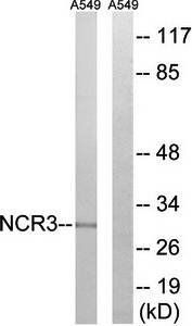 NCR3 Antibody