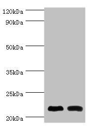 NCS1 antibody