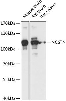 NCSTN antibody