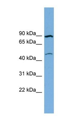 NDC1 antibody