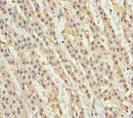 NDE1 Antibody
