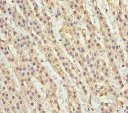 NDE1 antibody