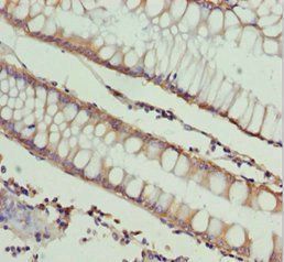 NDE1 Antibody
