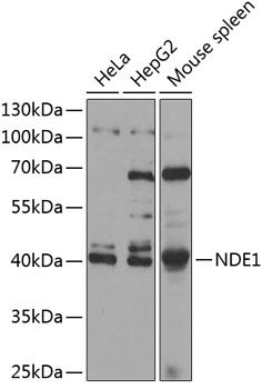 NDE1 antibody