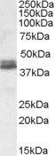 Goat anti-NDEL1 Antibody