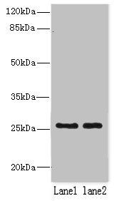 NDFIP1 Antibody