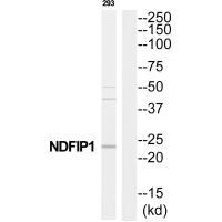 NDFIP1 antibody