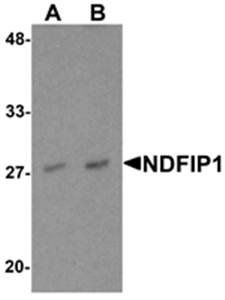 NDFIP1 Antibody