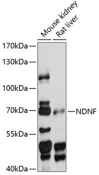 NDNF antibody