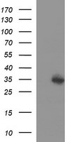 NDOR1 Antibody